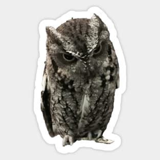 Disapproving Owl Close-up Pic Sticker